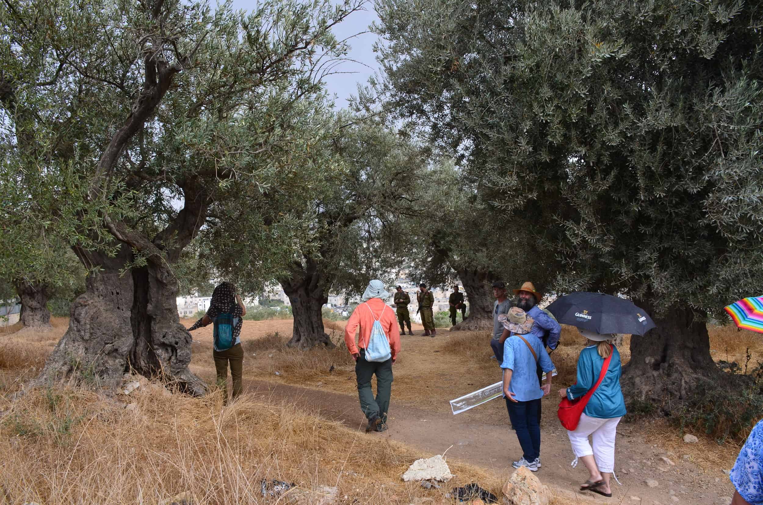 Olive grove at Tel Rumeida