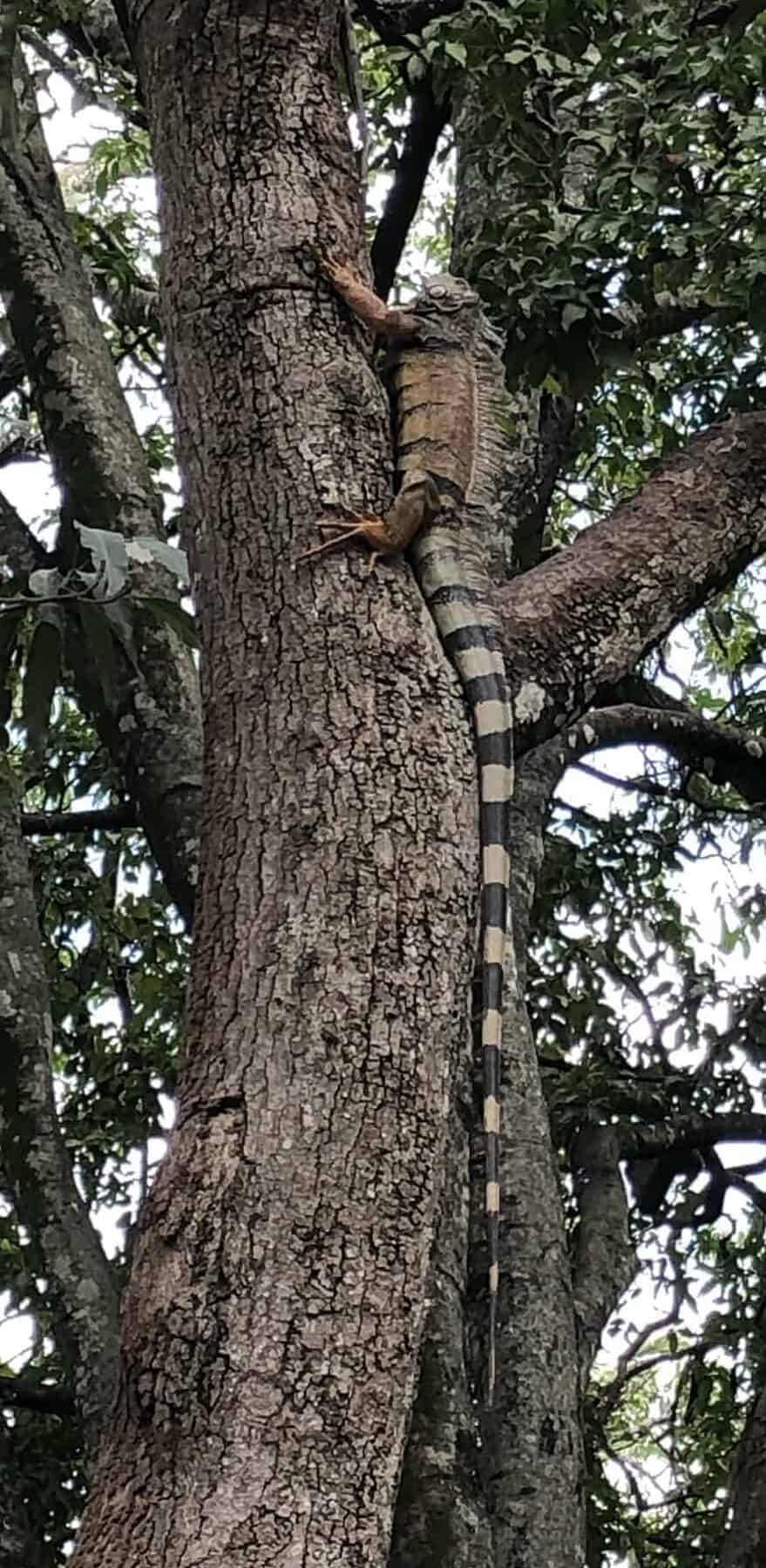 Iguana climbing a tree in Parque de Bolívar