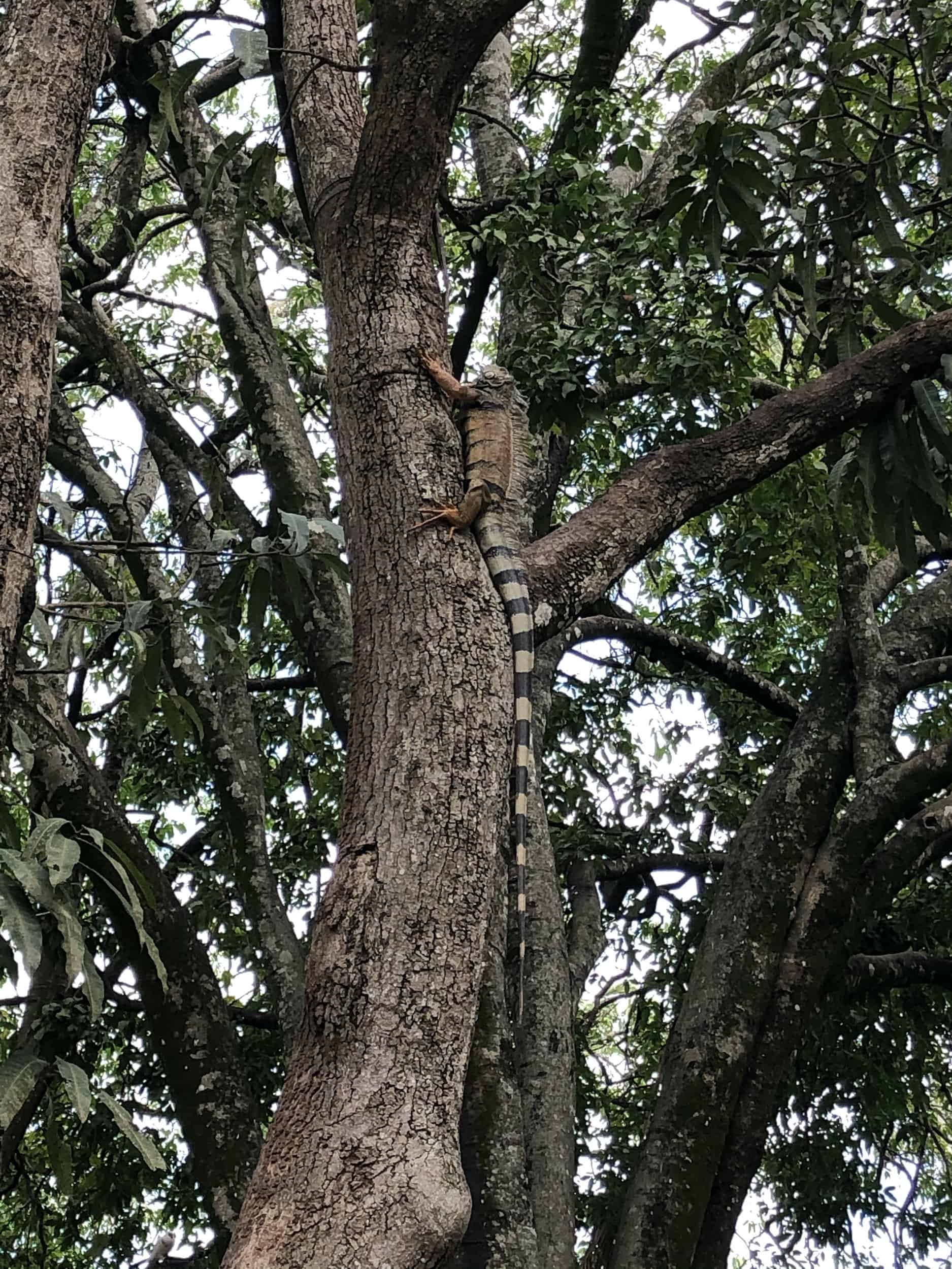 Iguana climbing a tree in Parque de Bolívar
