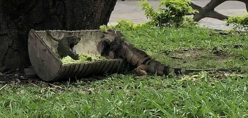 Iguanas in Parque de Bolívar