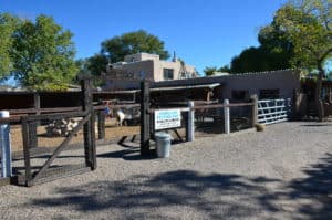 Cerrillos Petting Zoo at the Casa Grande Trading Post in Cerrillos, New Mexico