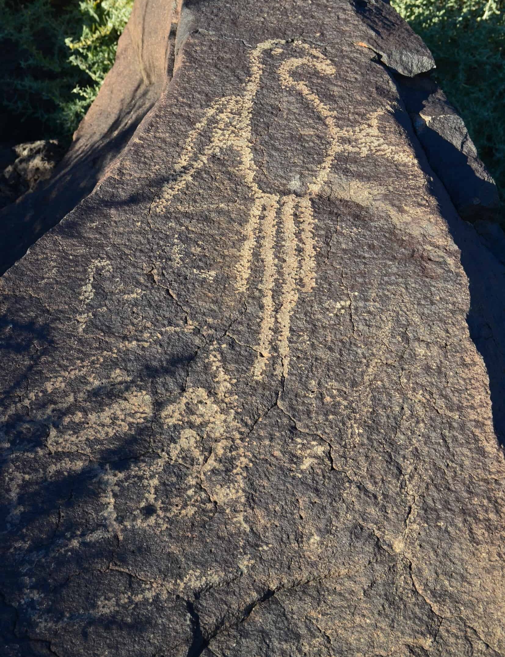 Macaw petroglyph along the Macaw Trail at Boca Negra Canyon, Petroglyph National Monument in Albuquerque, New Mexico