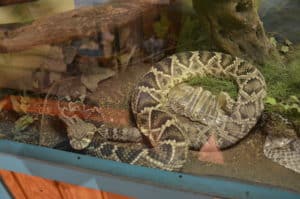 Western diamondback at the American International Rattlesnake Museum in Albuquerque, New Mexico