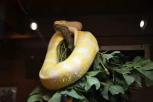 Albino ball python at the American International Rattlesnake Museum in Albuquerque, New Mexico