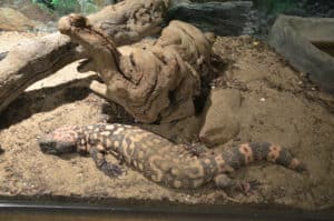 Gila monster at the American International Rattlesnake Museum in Albuquerque, New Mexico