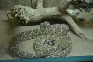 Western diamondback at the American International Rattlesnake Museum in Albuquerque, New Mexico