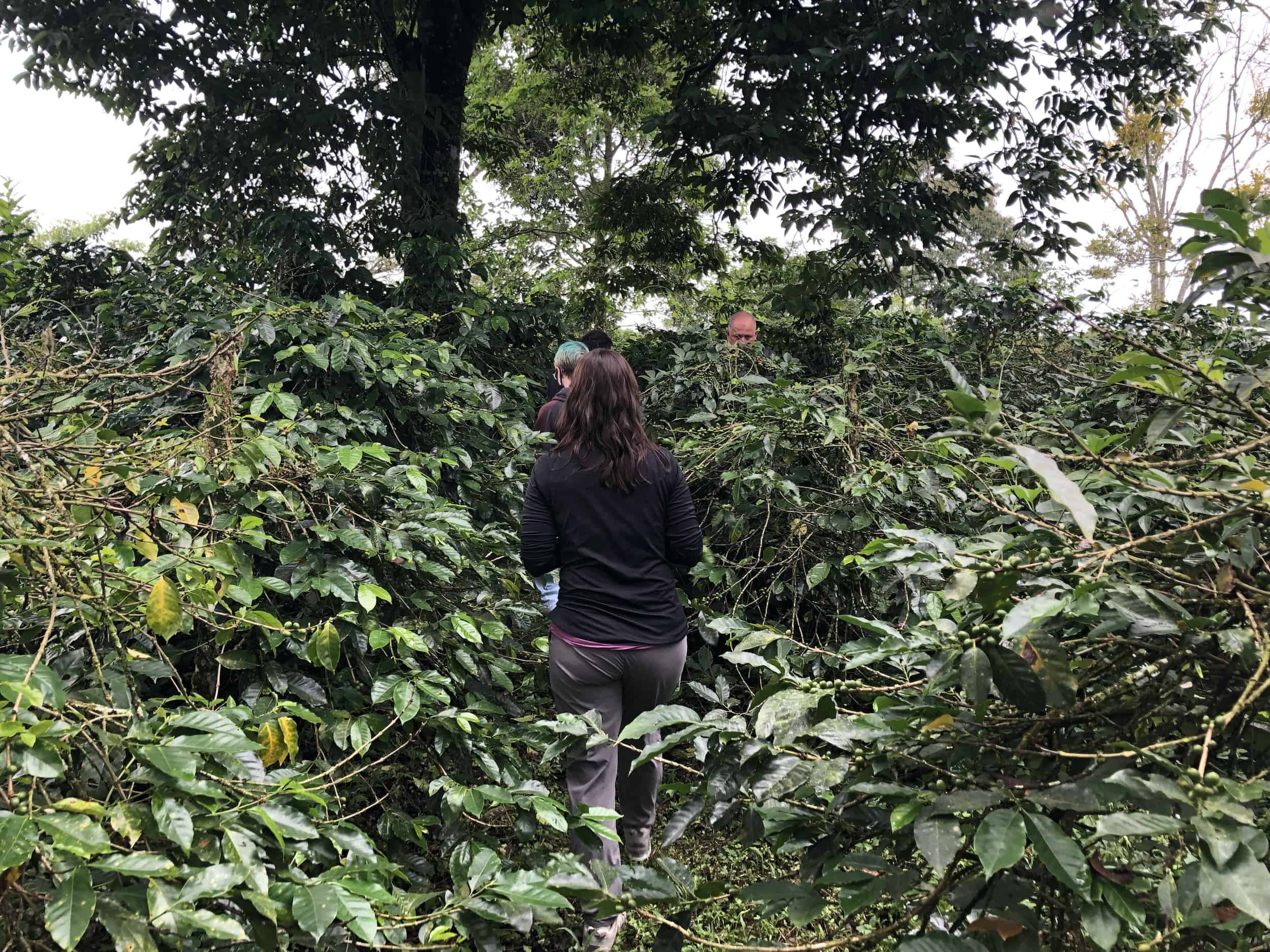 Walking through the plantation on the Café Jesús Martín Coffee Tour in Colombia
