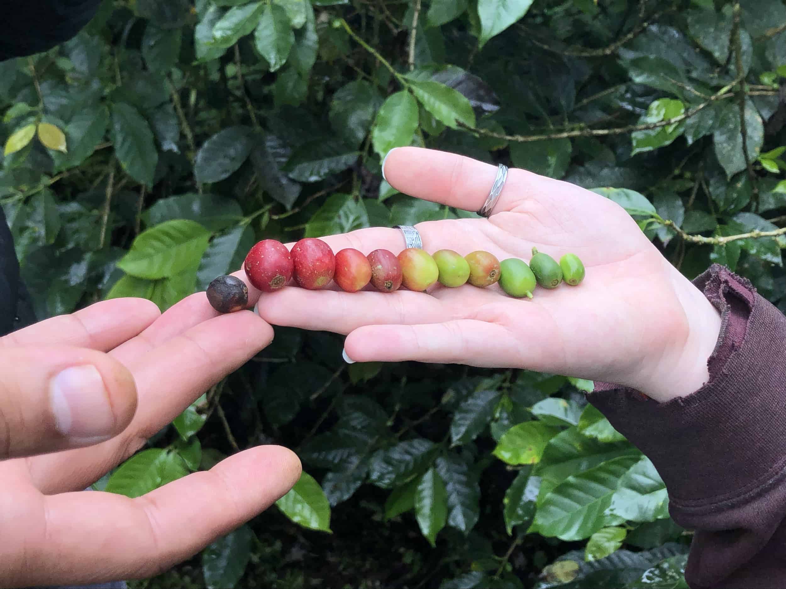 The stages of coffee bean ripening on the Café Jesús Martín Coffee Tour in Colombia