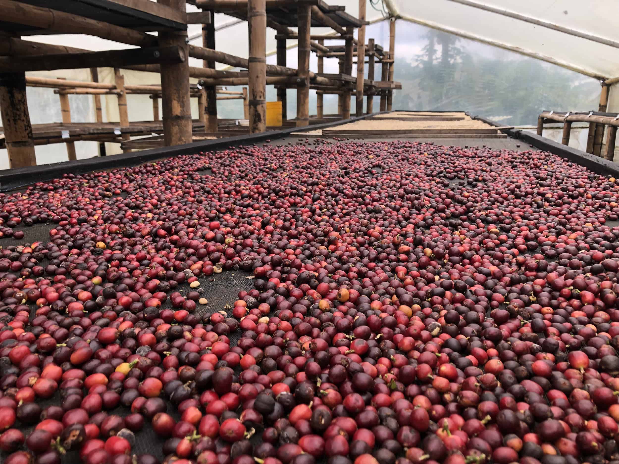 Coffee drying on a rack on the Café Jesús Martín Coffee Tour in Colombia