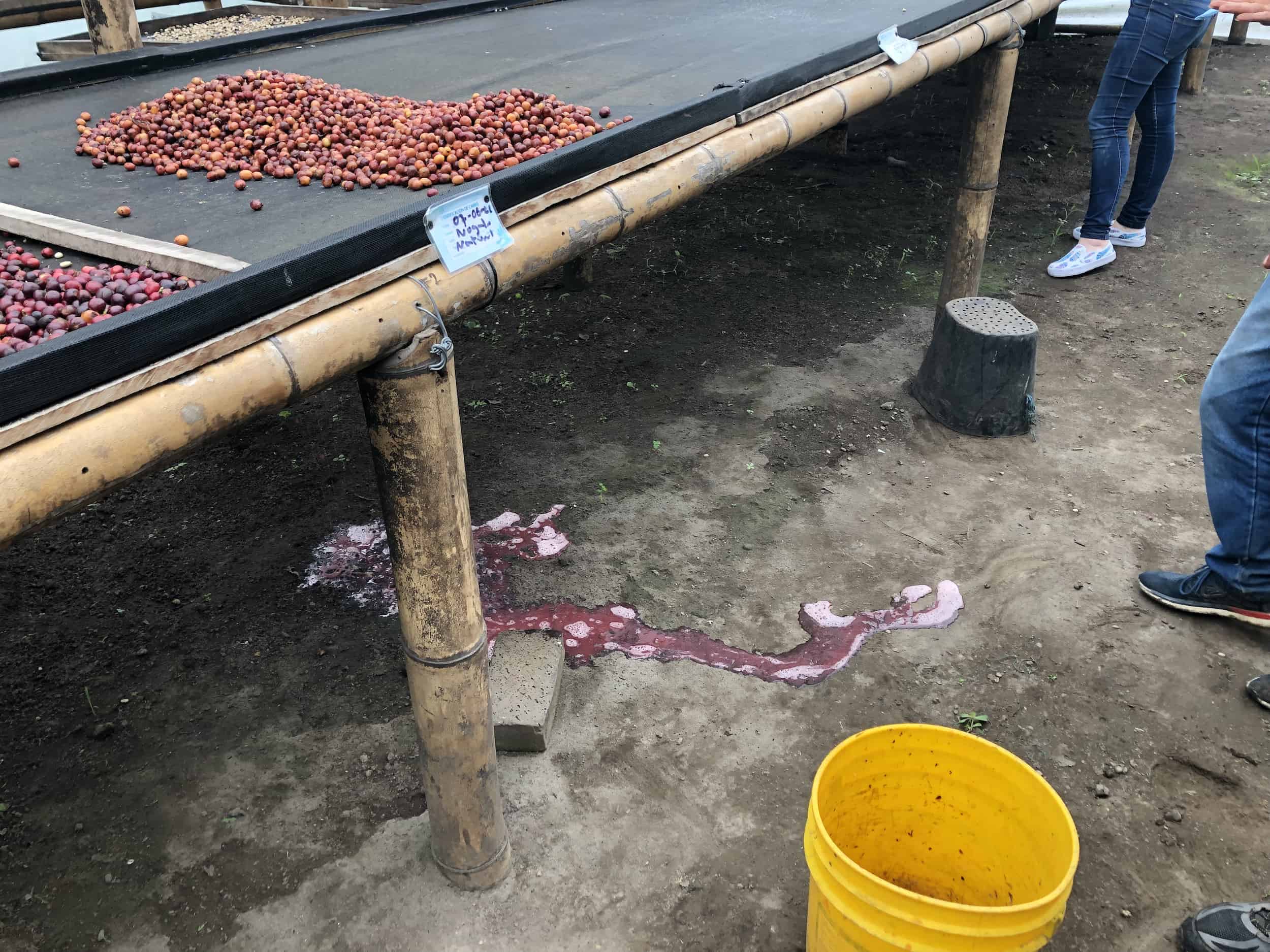 Juices dripping onto the ground on the Café Jesús Martín Coffee Tour in Colombia