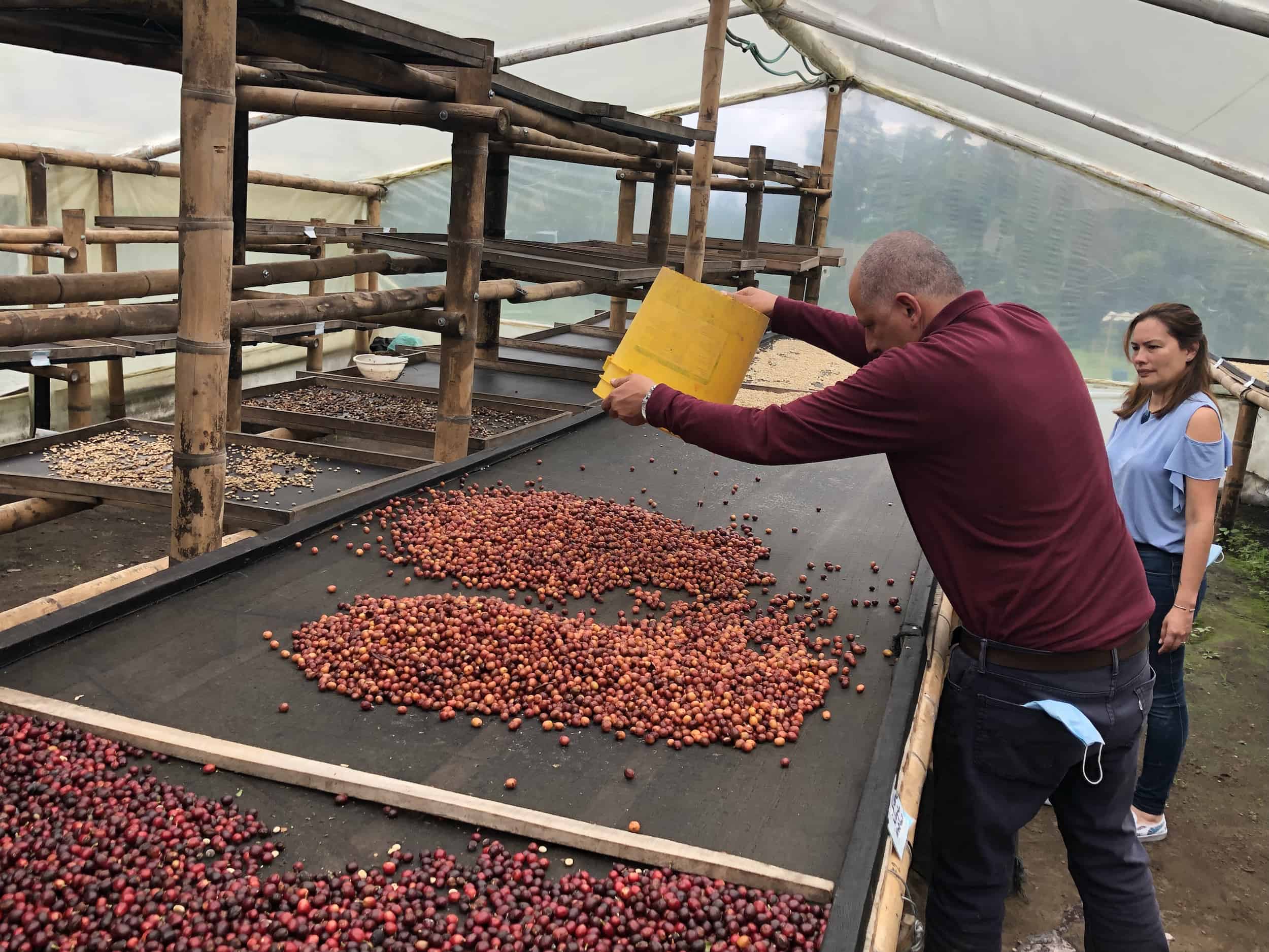 Jesús pouring coffee onto the drying rack on the Café Jesús Martín Coffee Tour in Colombia