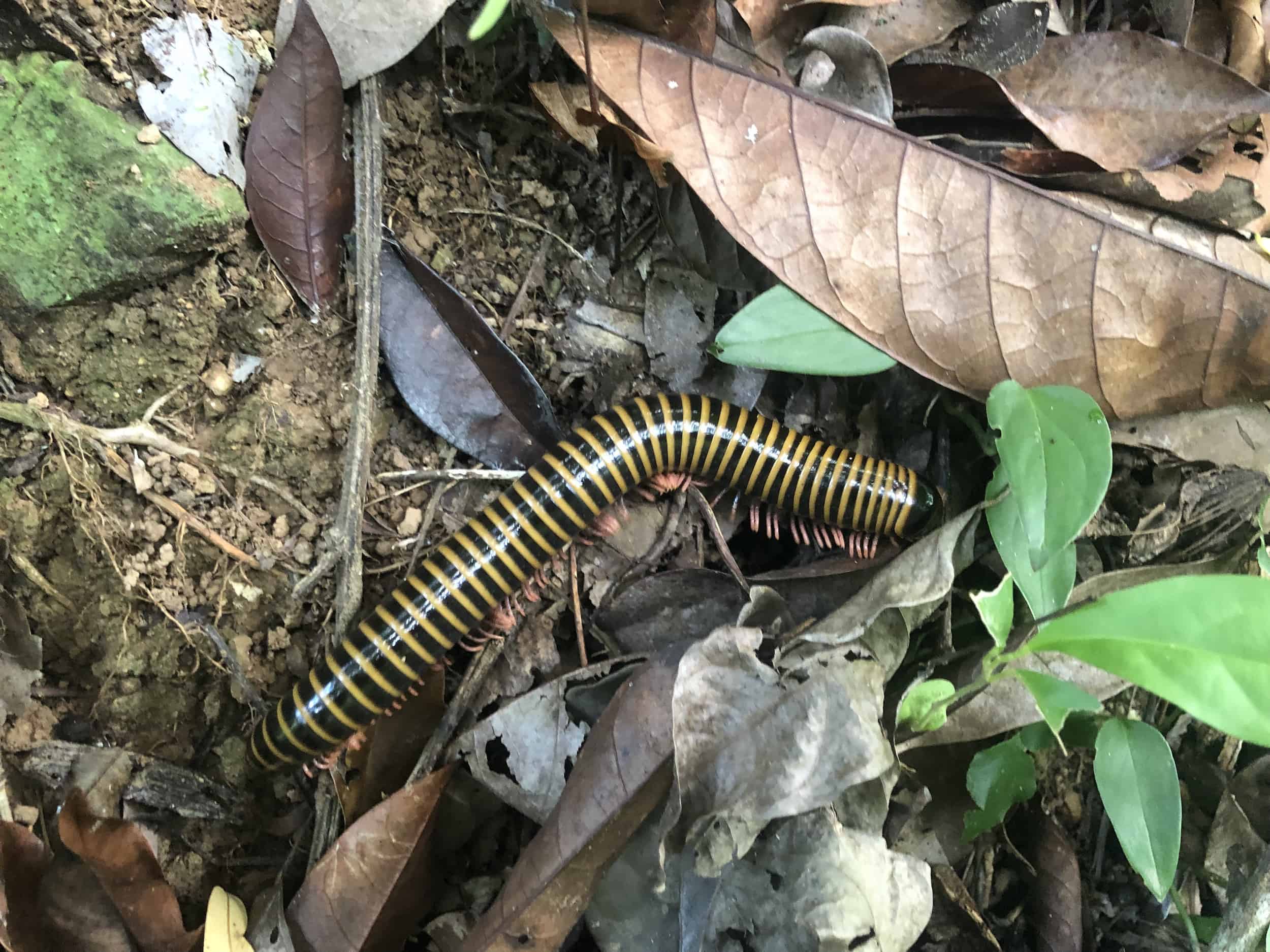 Millipede on the cacao tour
