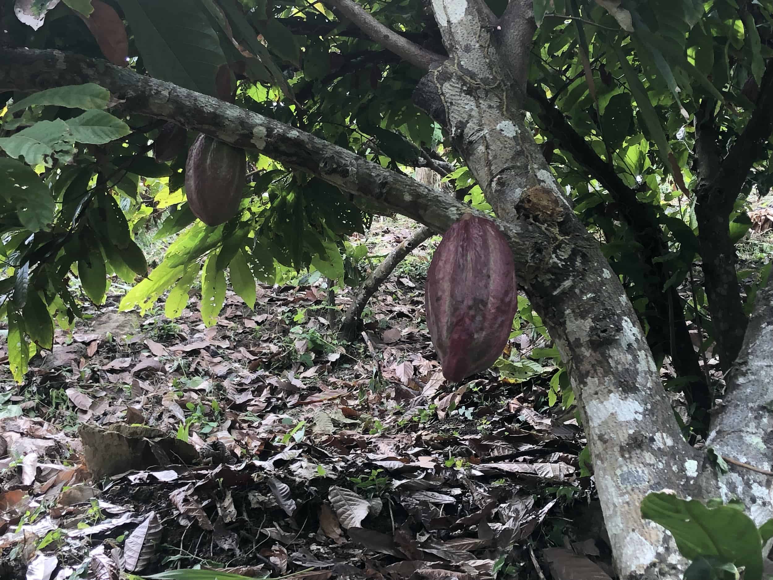 Cacao tree on the cacao tour near Buritaca, Colombia