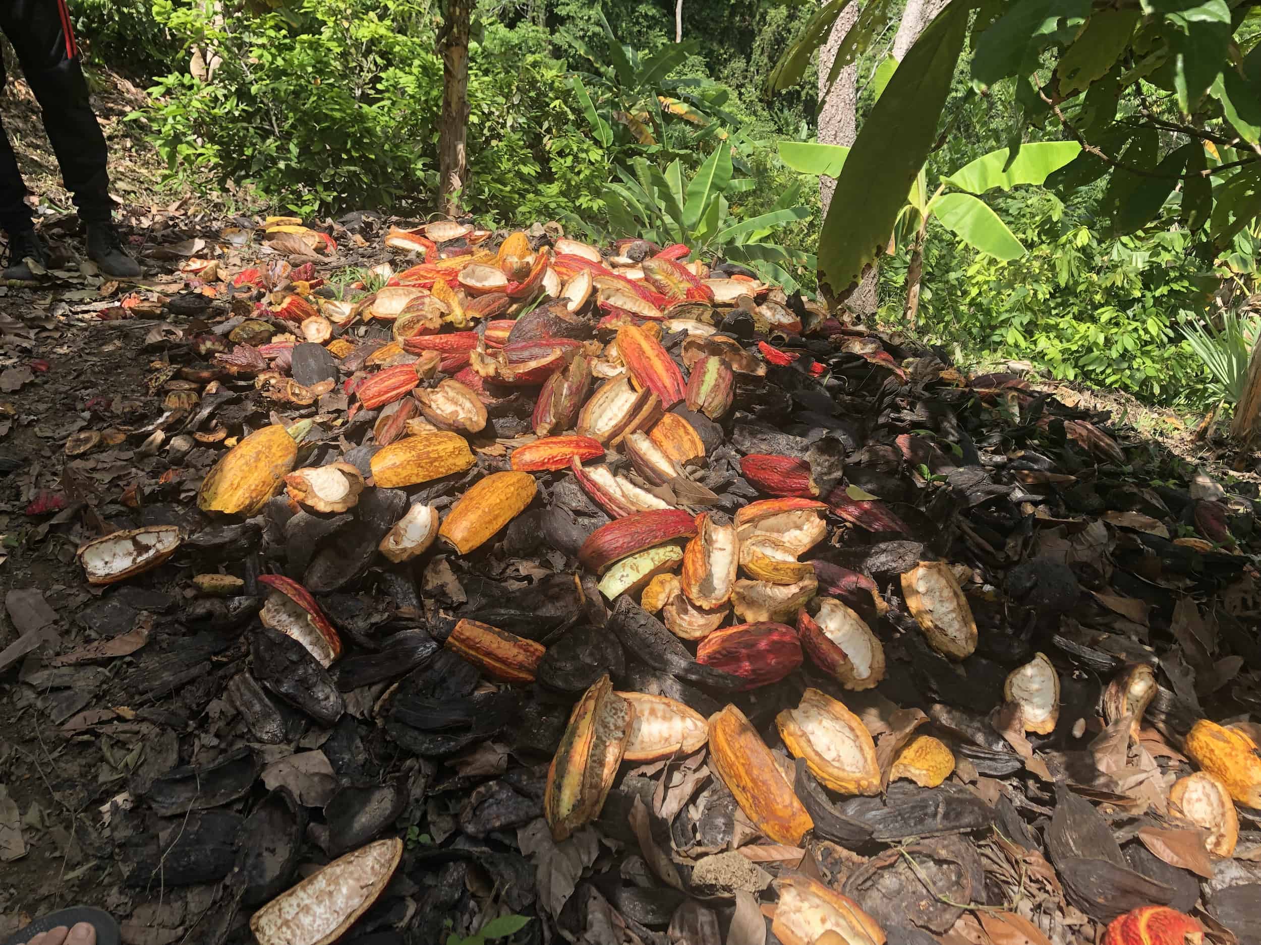 Cacao shells on the cacao tour near Buritaca, Colombia