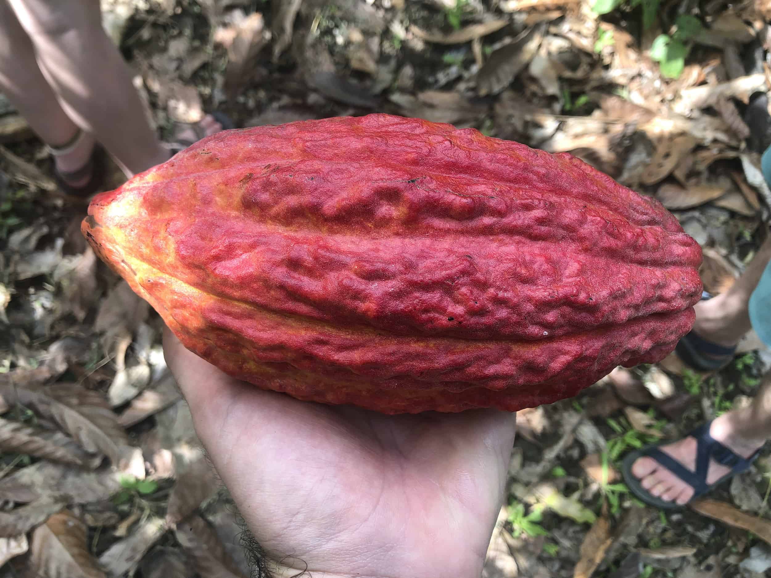 Cacao on the cacao tour near Buritaca, Colombia