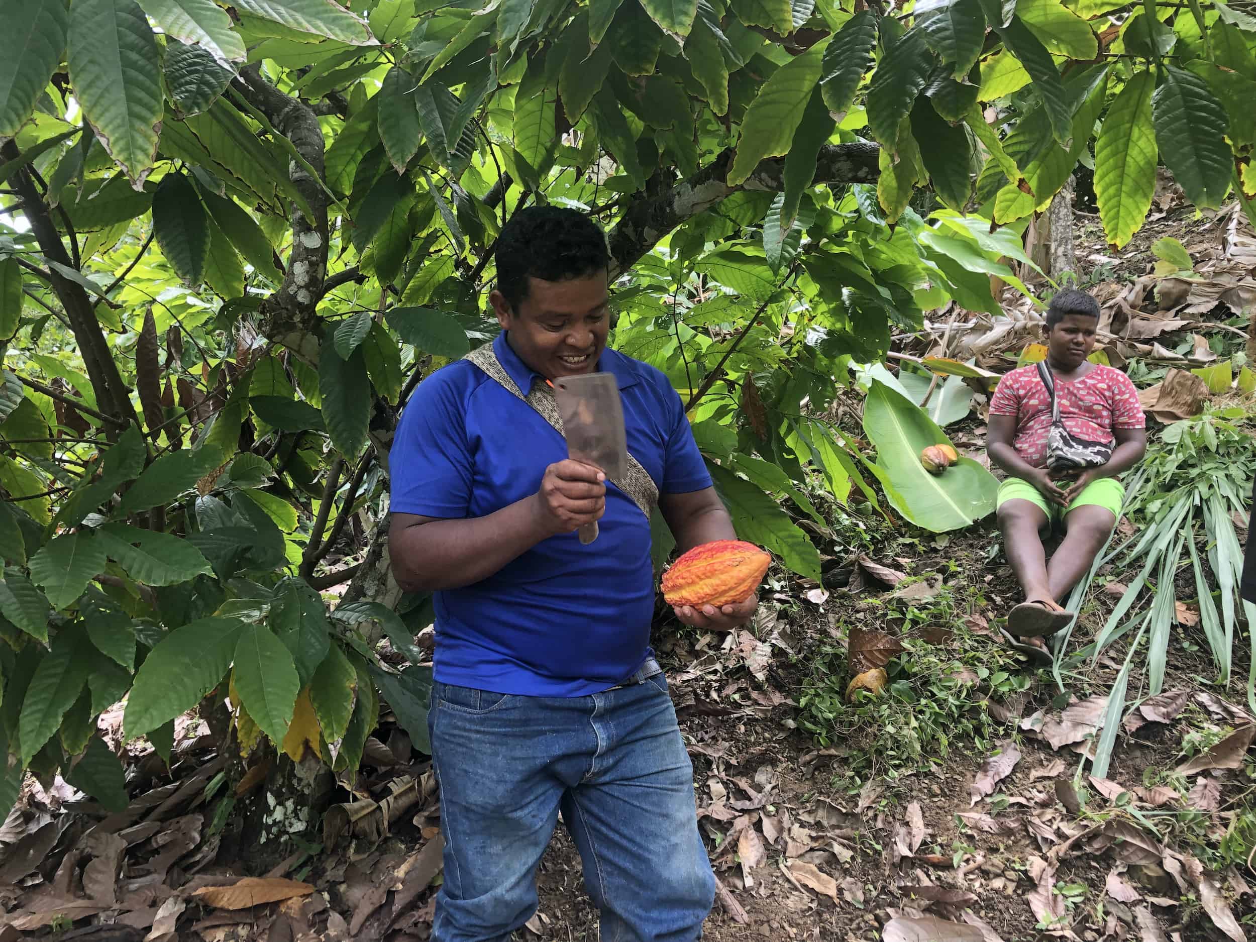 The farmer cutting open a cacao pod on the cacao tour