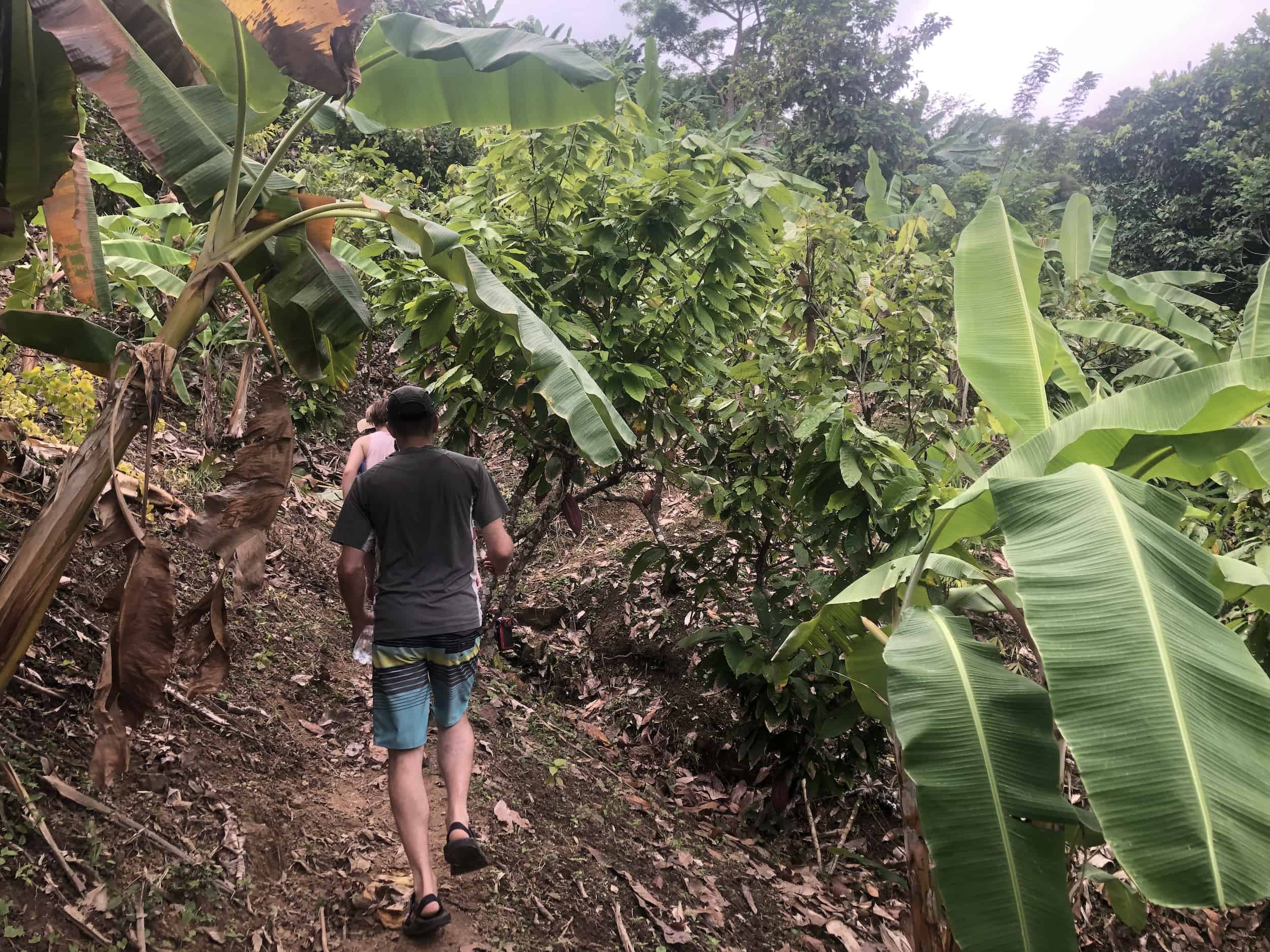 Continuing the hike on the cacao tour