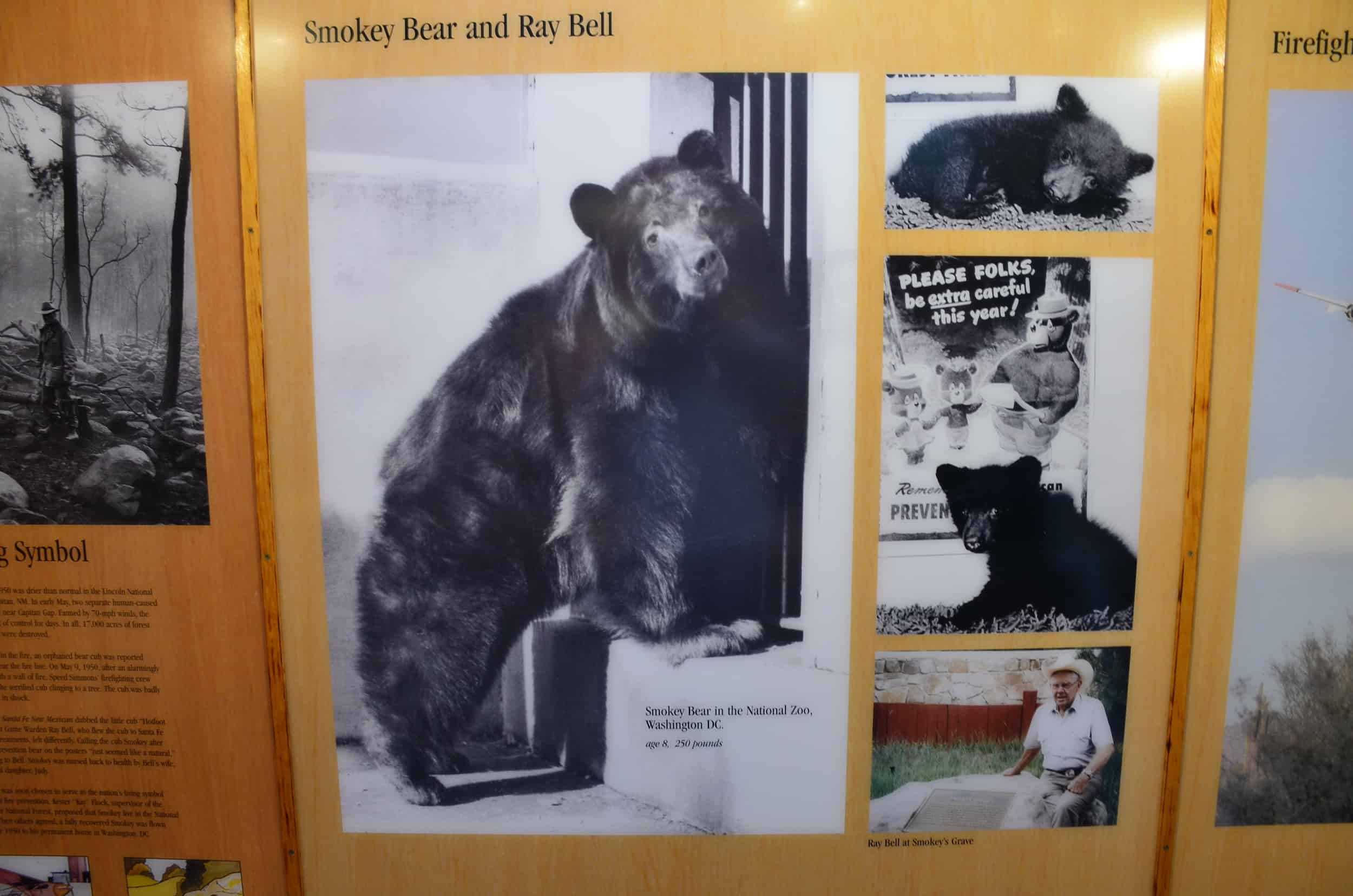 Photos of the original Smokey Bear at Smokey Bear Historical Park in Capitan, New Mexico