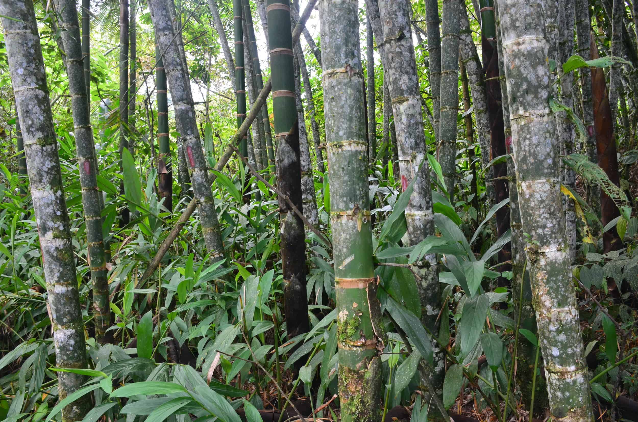 Mature guaduas on the Bamboo and Guadua Educational Hike in Córdoba, Quindío, Colombia