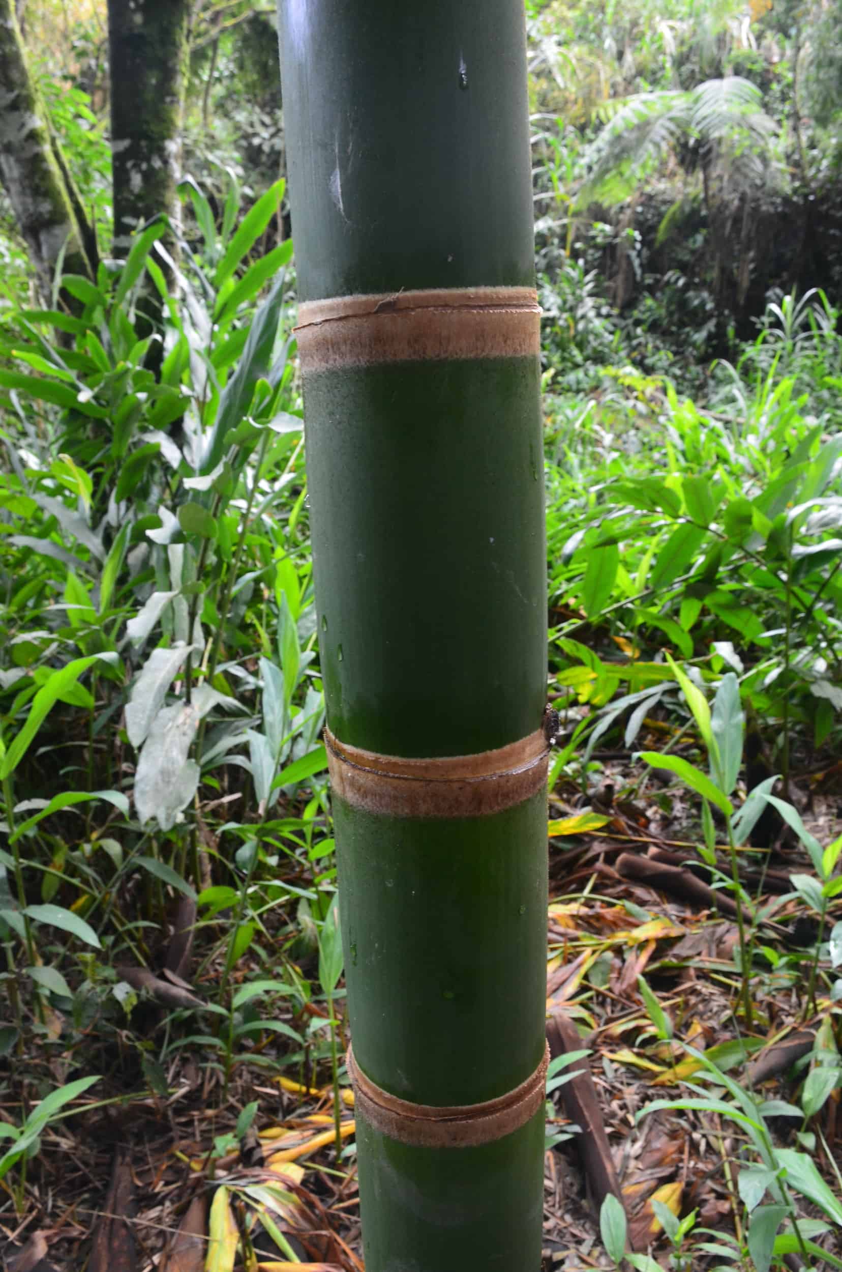 Young guadua on the Bamboo and Guadua Educational Hike in Córdoba, Quindío, Colombia