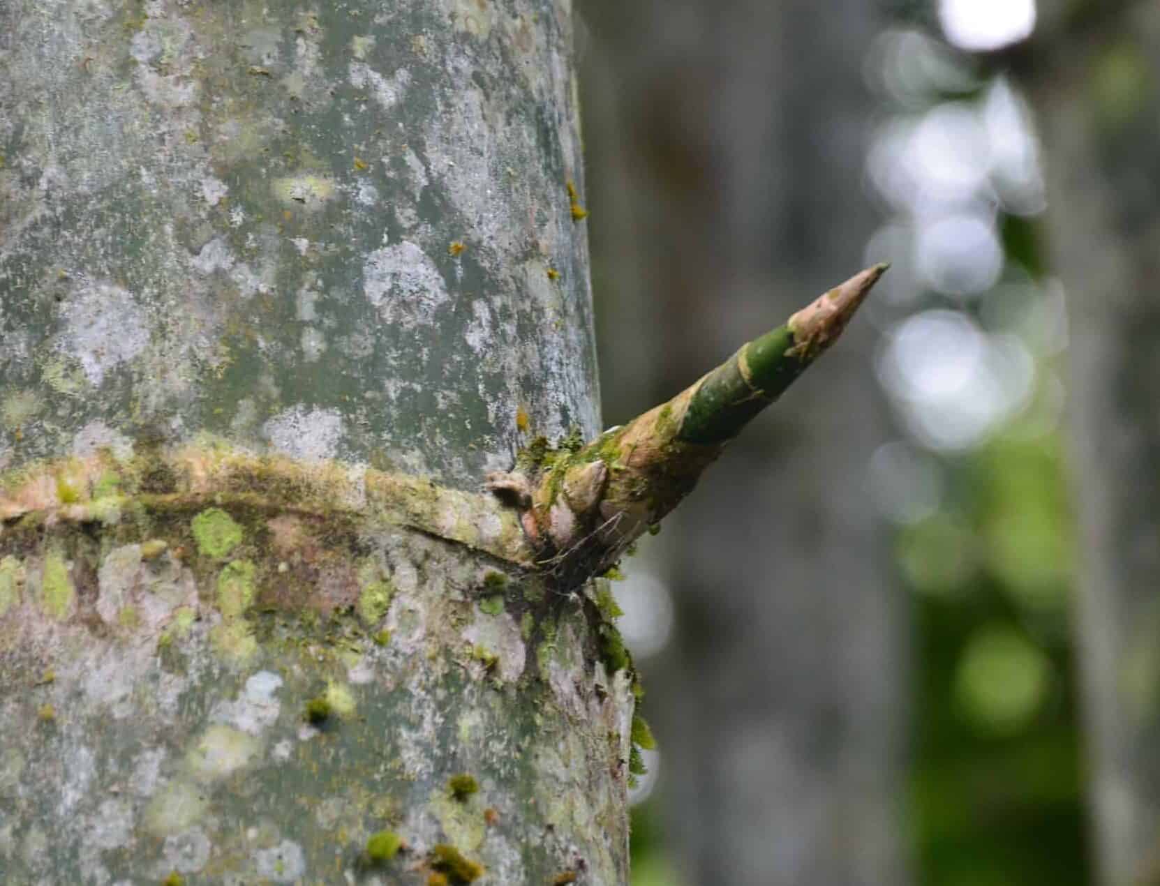 Thorn on the Bamboo and Guadua Educational Hike in Córdoba, Quindío, Colombia