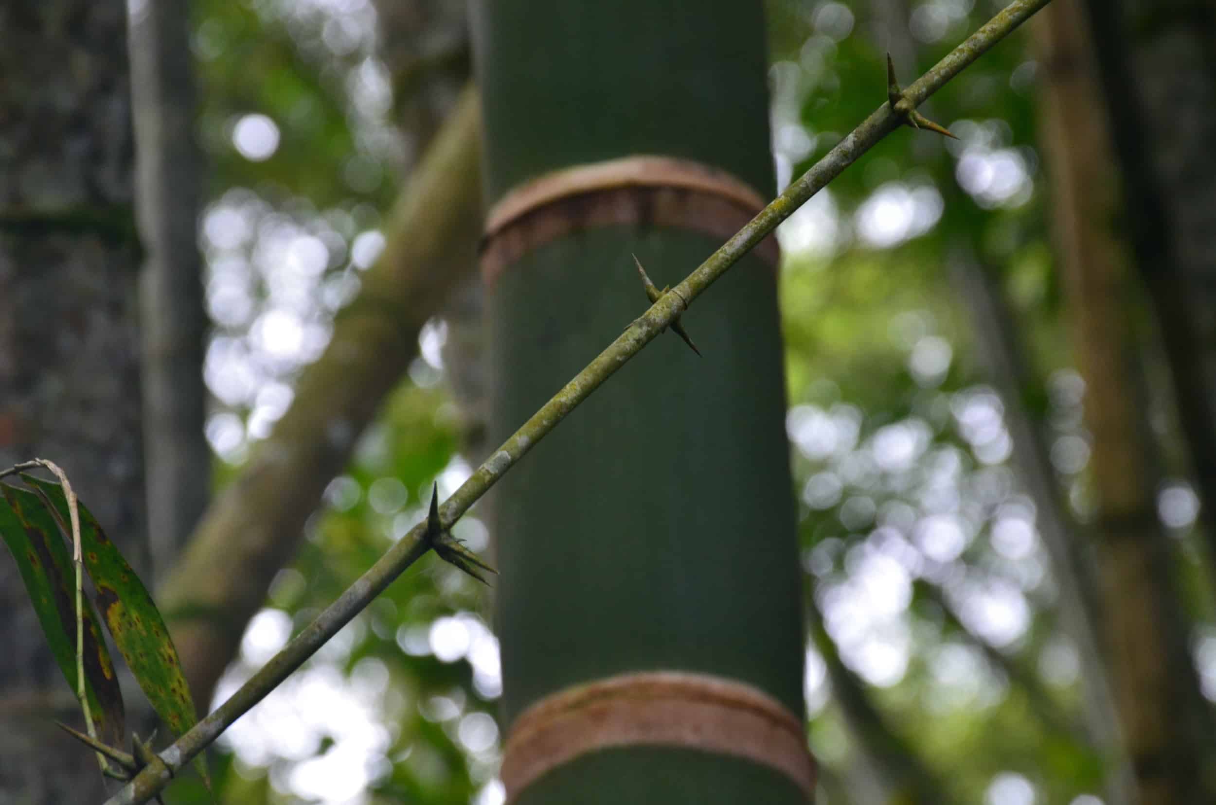 Branch with thorns on the Bamboo and Guadua Educational Hike in Córdoba, Quindío, Colombia