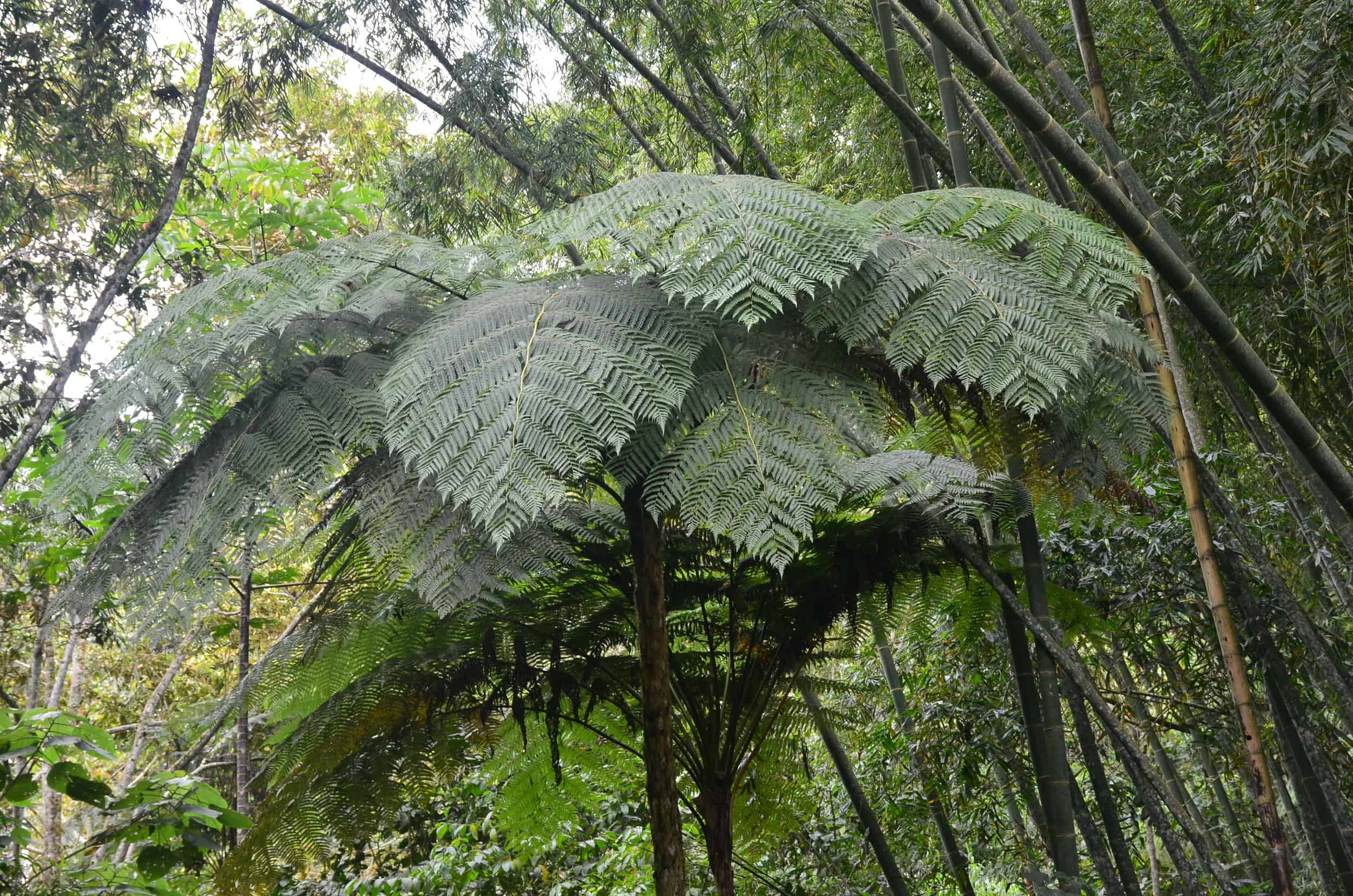 Prehistoric fern on the Bamboo and Guadua Educational Hike in Córdoba, Quindío, Colombia