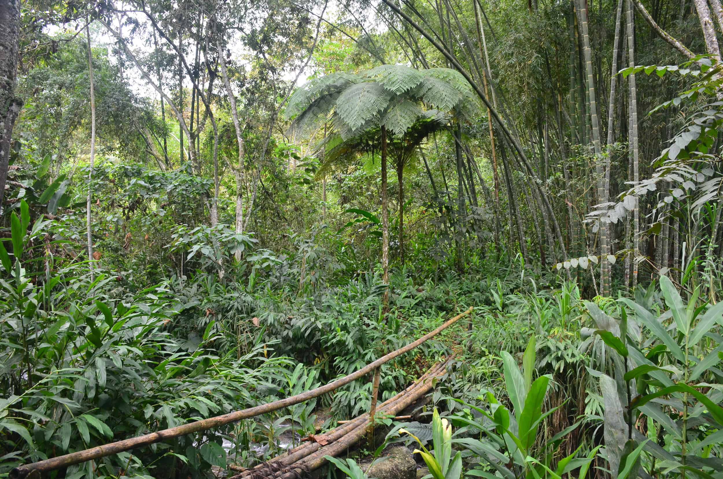 Prehistoric fern on the Bamboo and Guadua Educational Hike in Córdoba, Quindío, Colombia