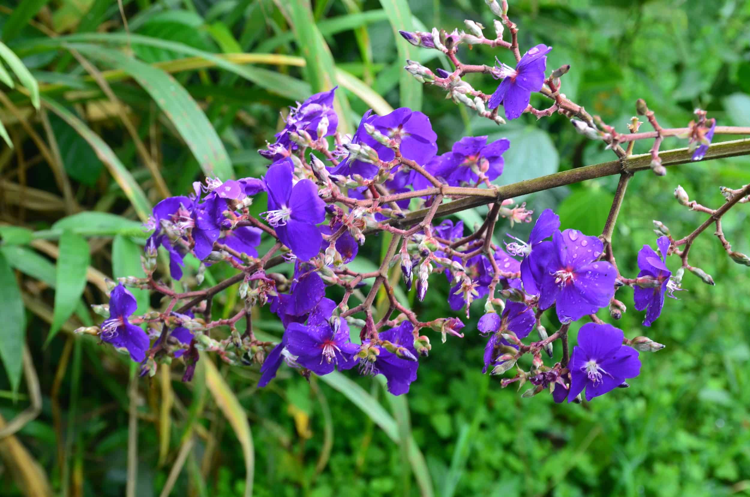 Flower on the Bamboo and Guadua Educational Hike