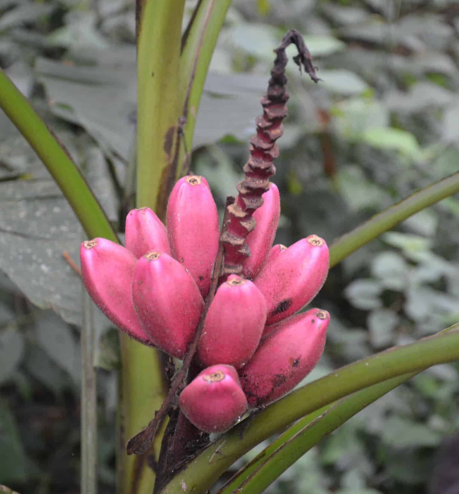 Plant related to the banana on the Bamboo and Guadua Educational Hike