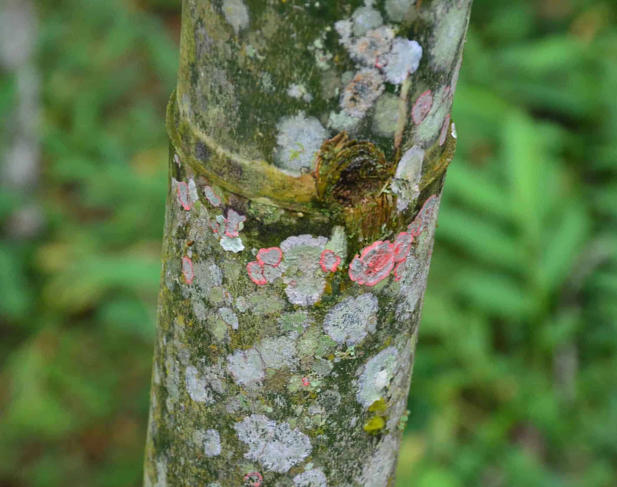 Fungus growing on a mature guadua on the Bamboo and Guadua Educational Hike in Córdoba, Quindío, Colombia