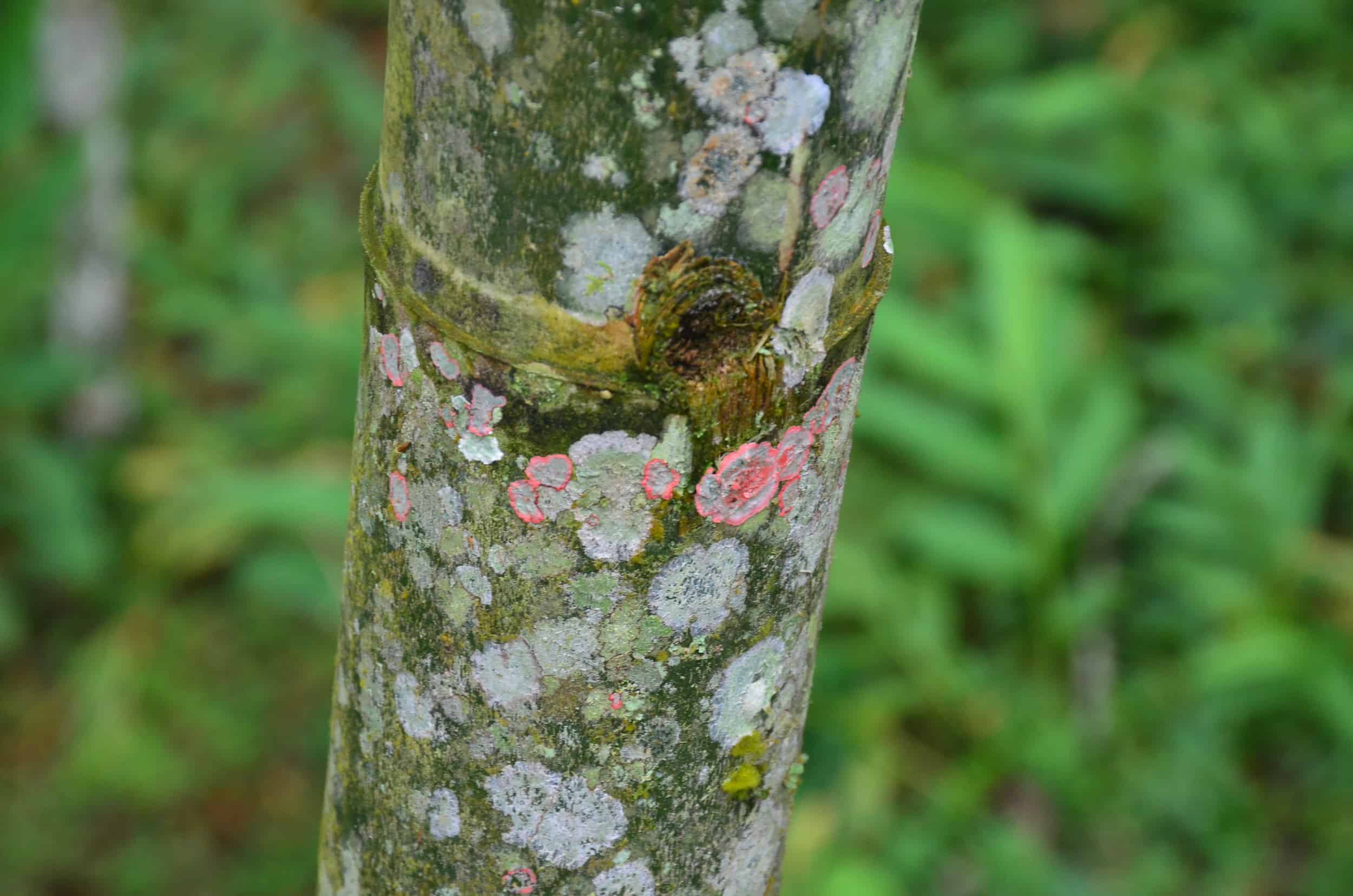 Fungus growing on a mature guadua on the Bamboo and Guadua Educational Hike in Córdoba, Quindío, Colombia