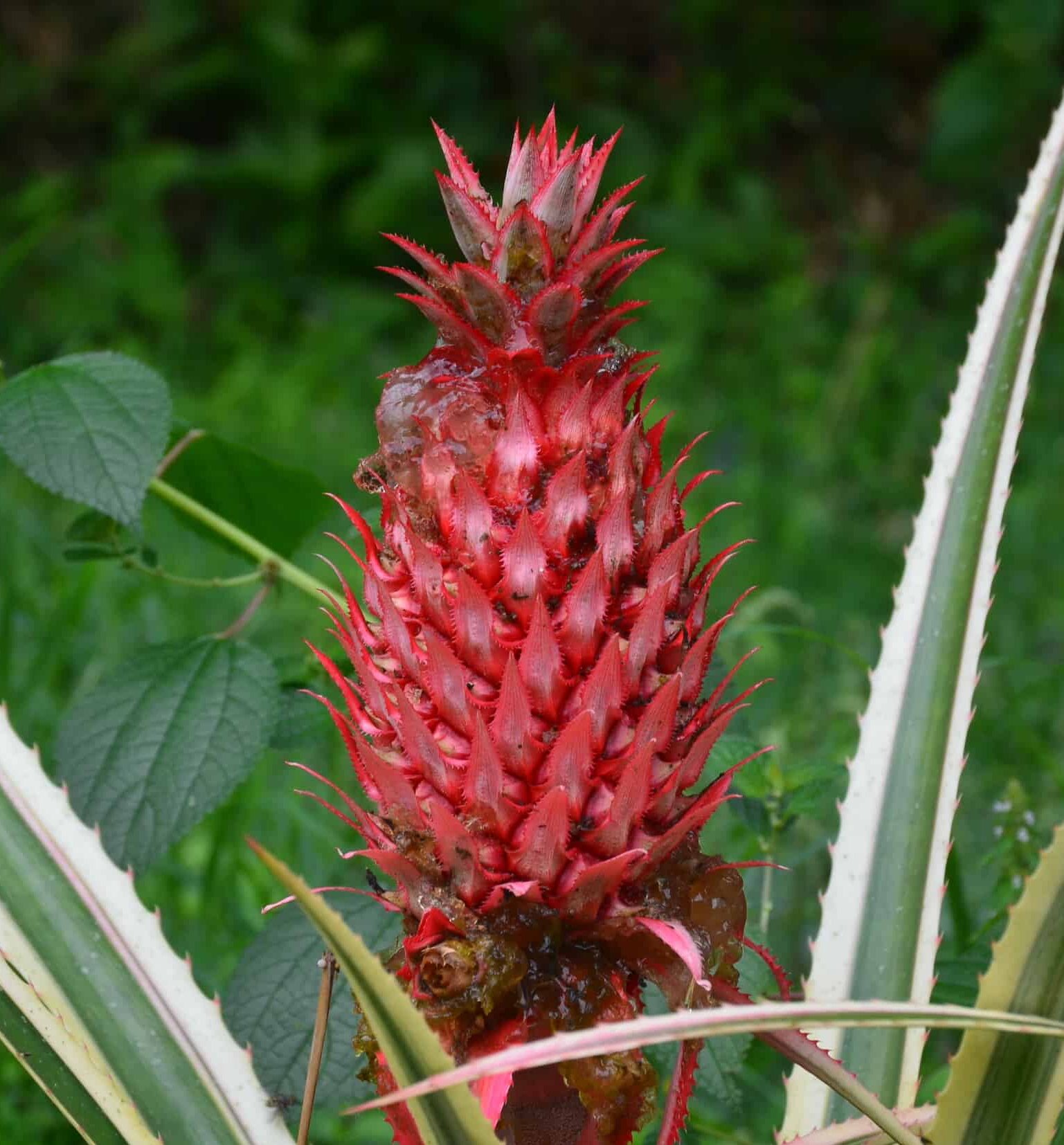 Plant that looks like a red pineapple on the Bamboo and Guadua Educational Hike