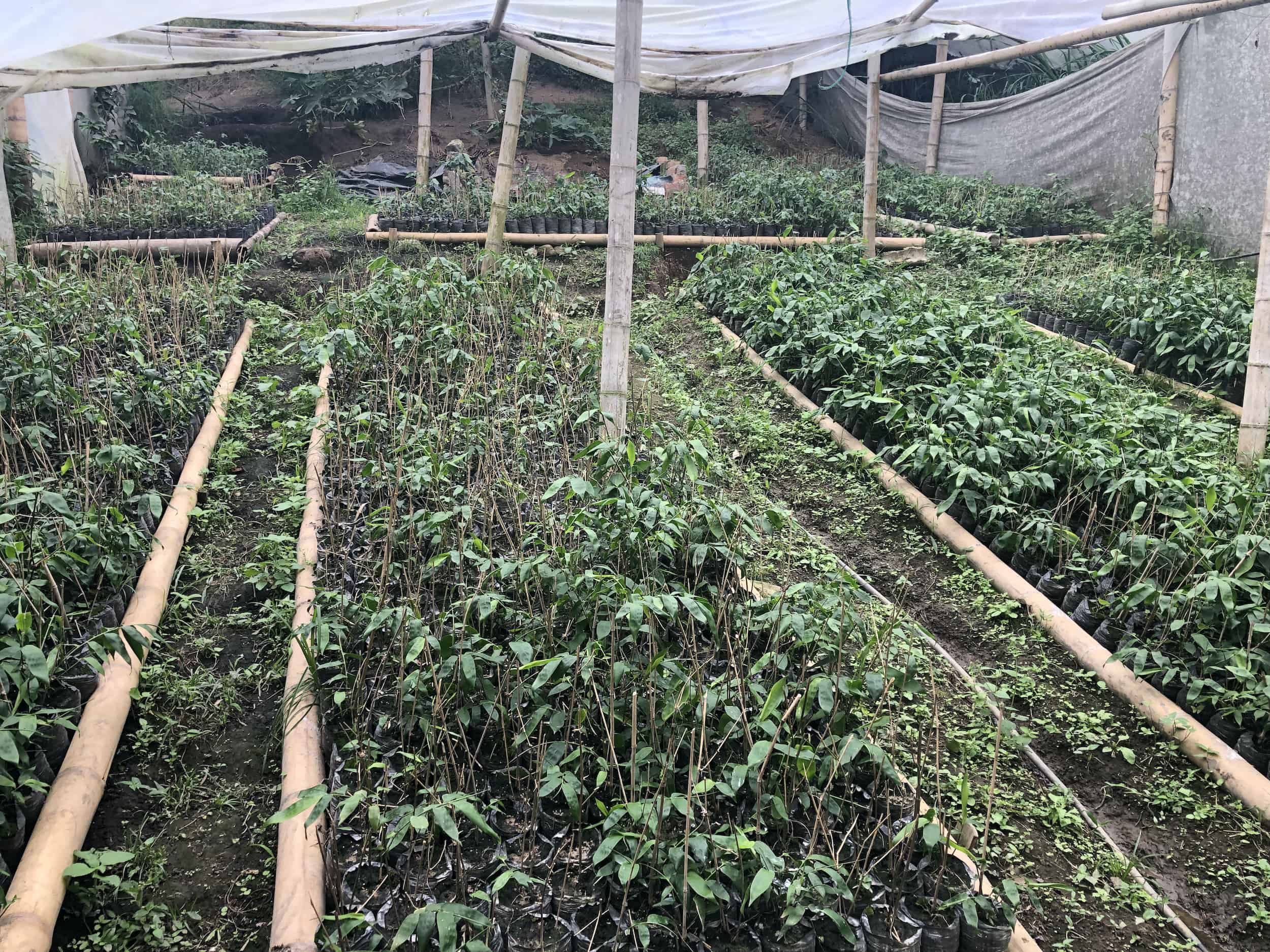 Greenhouse on the Bamboo and Guadua Educational Hike