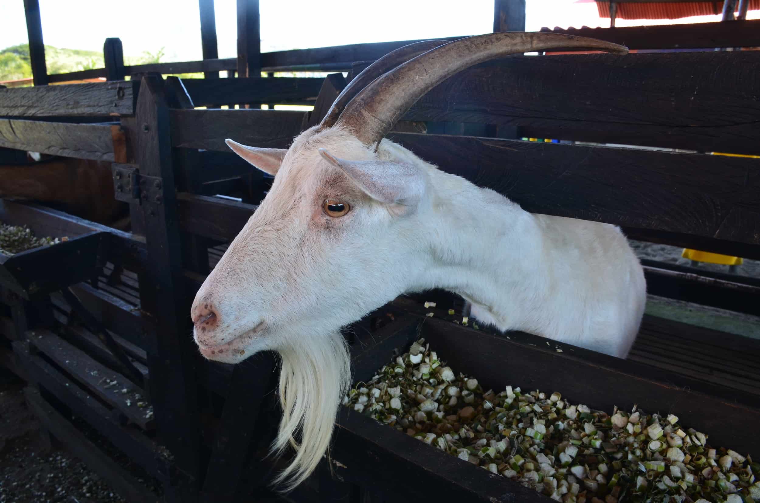 Goat at World of Minor Species