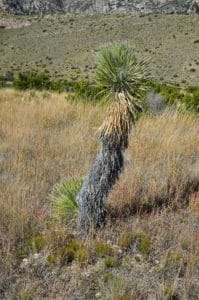 Interesting plant on Smith Spring Trail in Guadalupe Mountains National Park in Texas