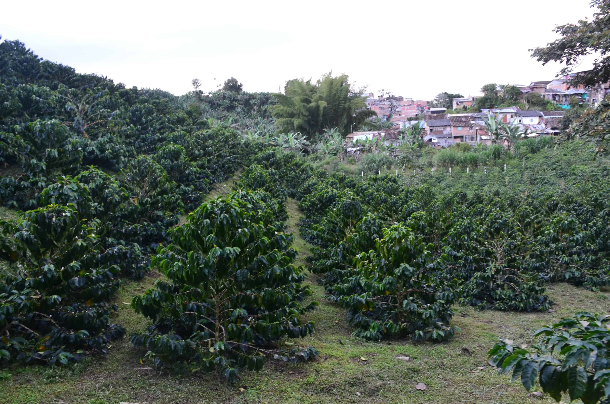 Coffee trees at Café Palomino