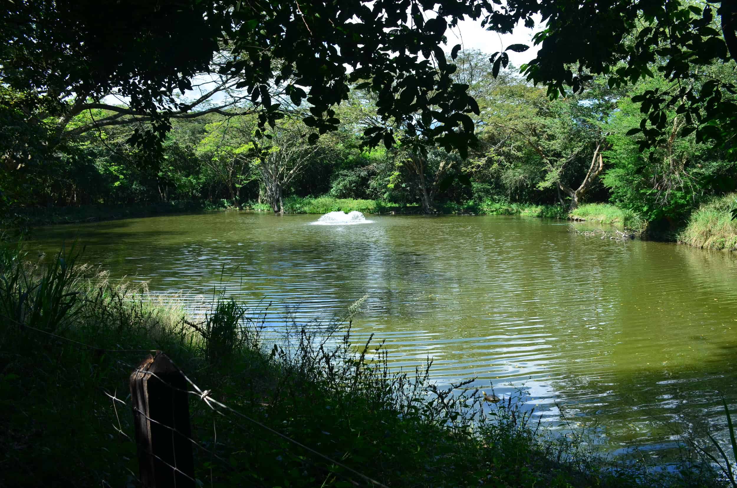 Pond at the Paradise Forest and Trail