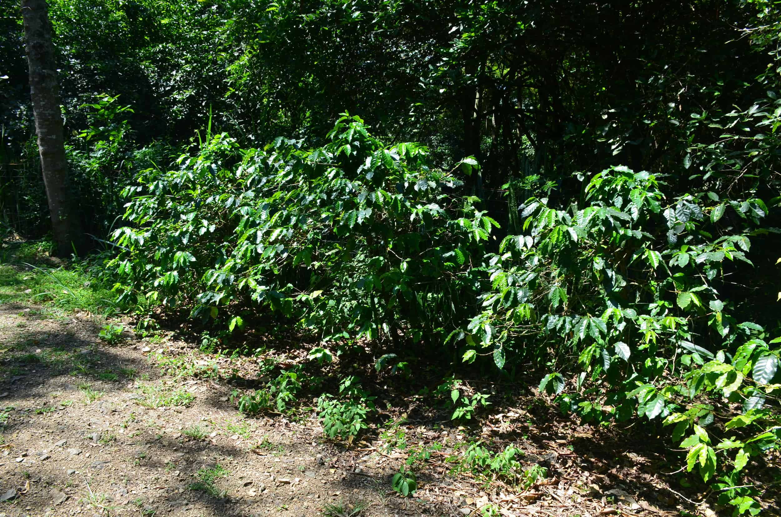 Coffee trees at the World of Coffee