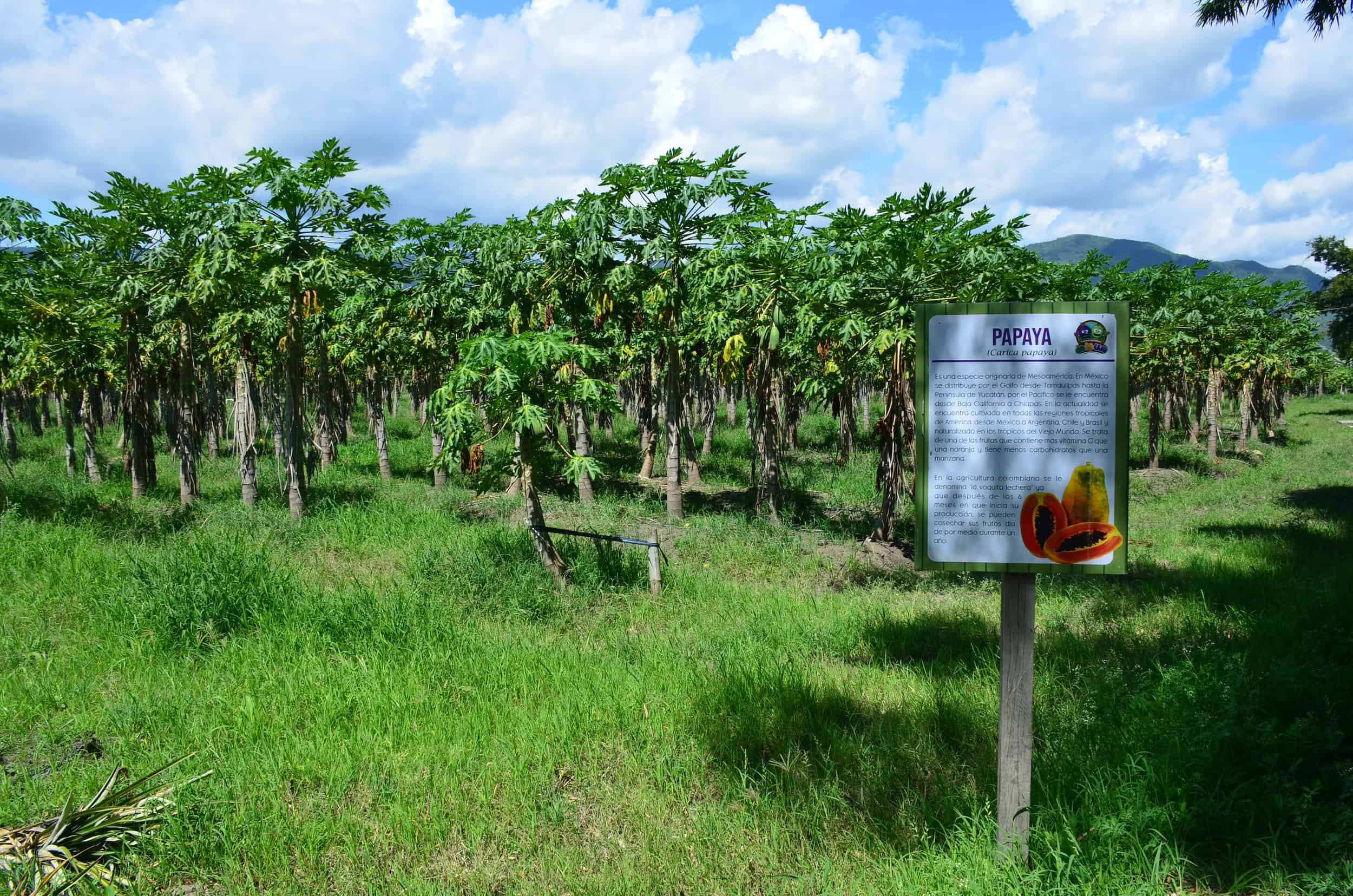 Papaya grove