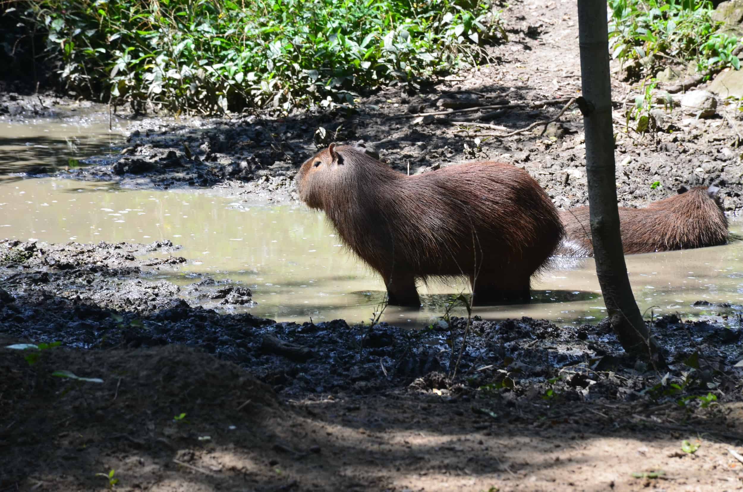 Capybara at Grape National Park in La Unión, Valle del Cauca, Colombia