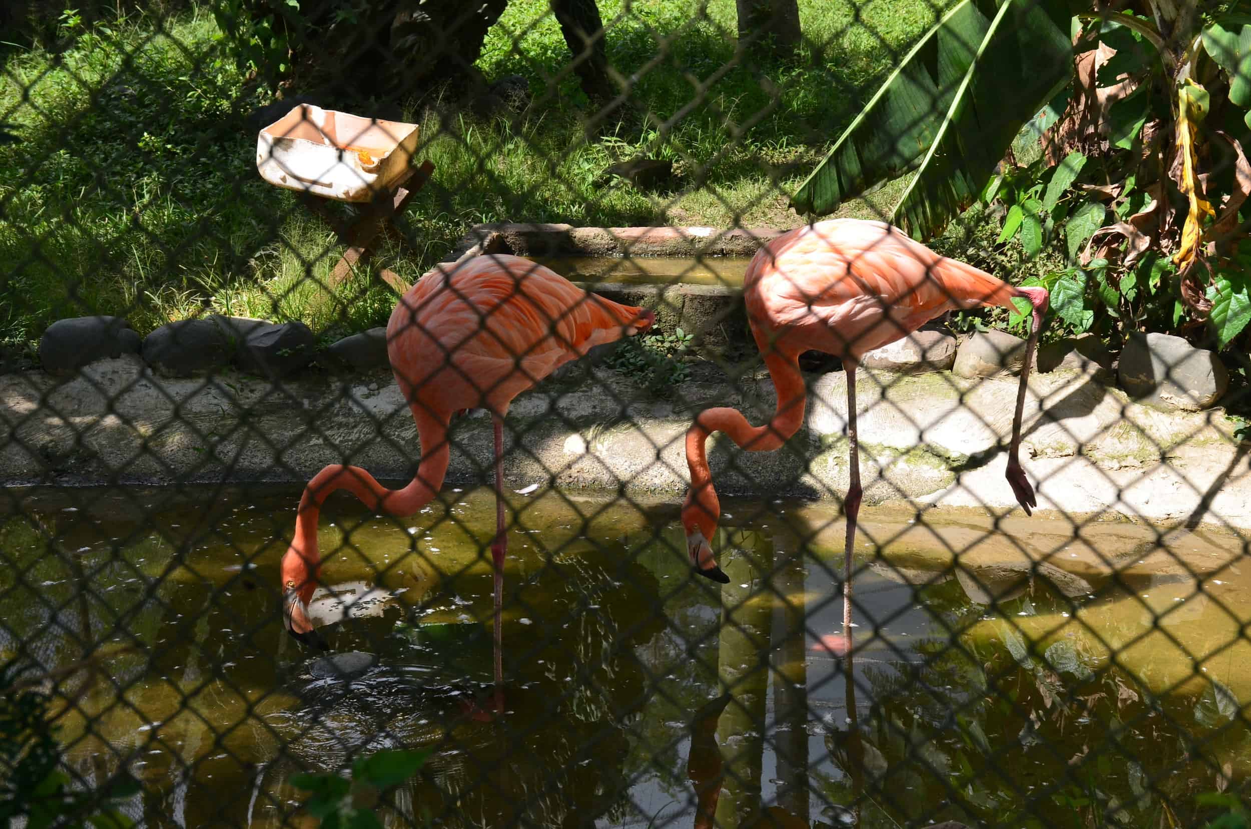 Flamingos at La Rivera Reserve Zoo at Grape National Park in La Unión, Valle del Cauca, Colombia
