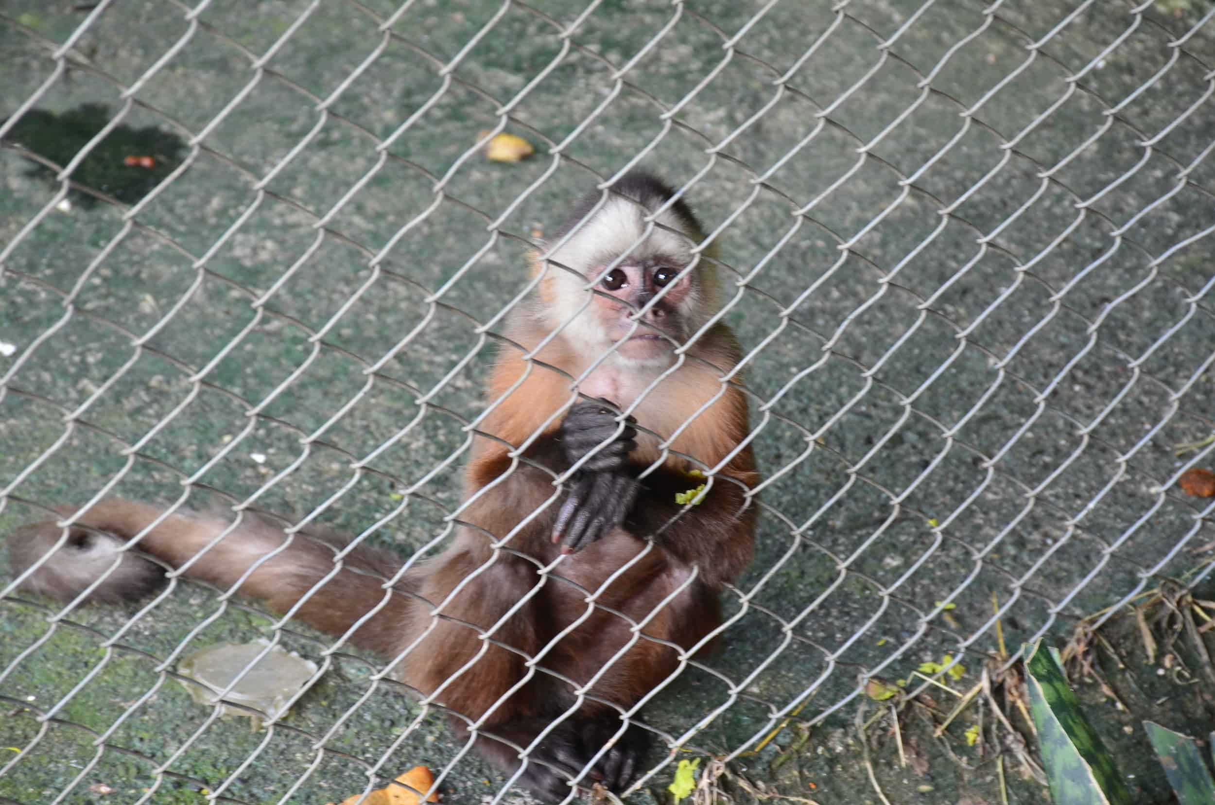 Monkey at La Rivera Reserve Zoo
