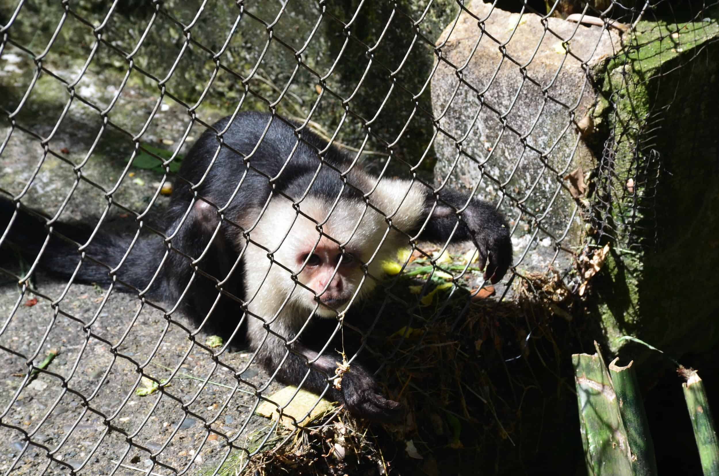 Monkey at La Rivera Reserve Zoo