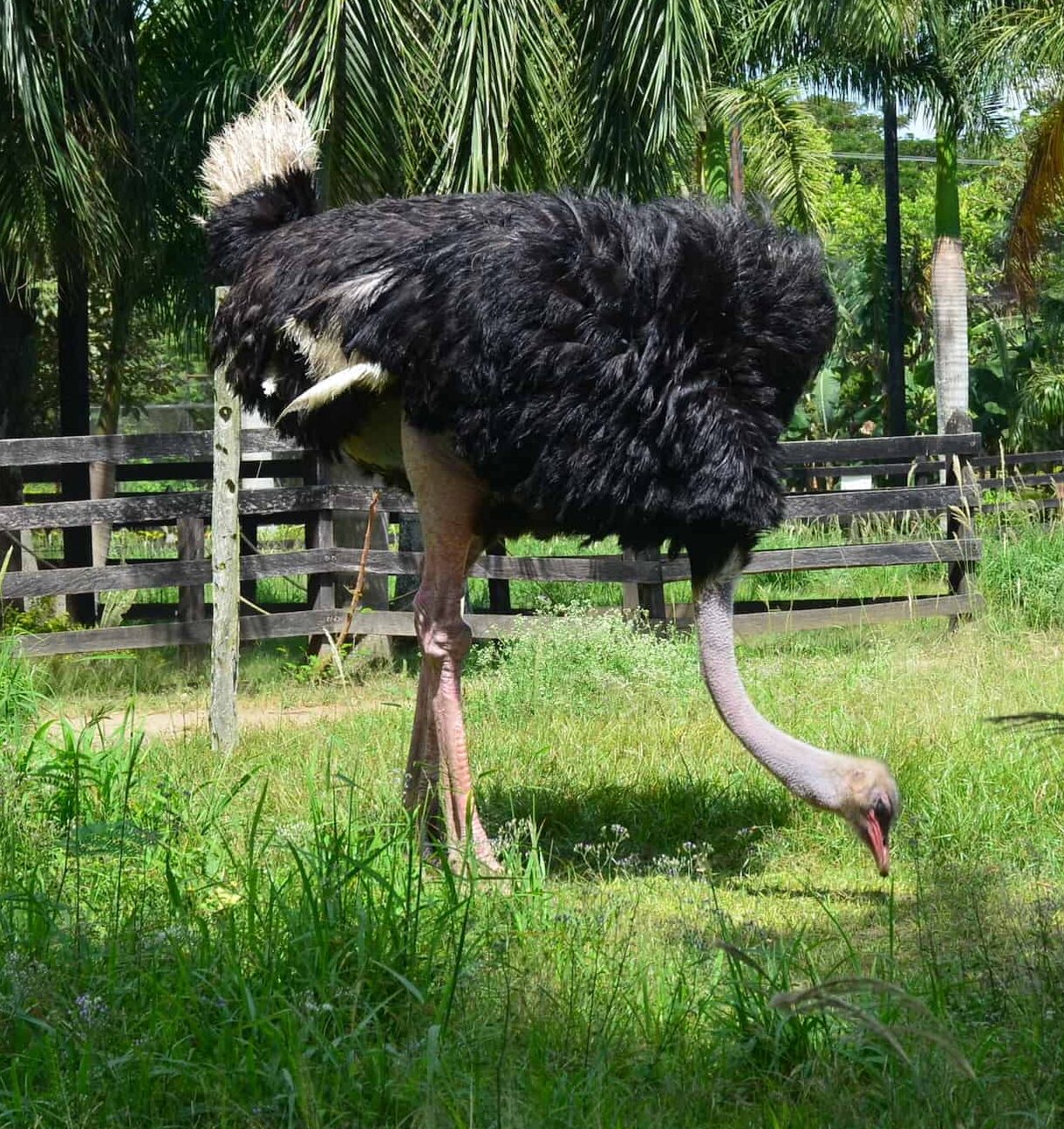 Male ostrich at La Rivera Reserve Zoo