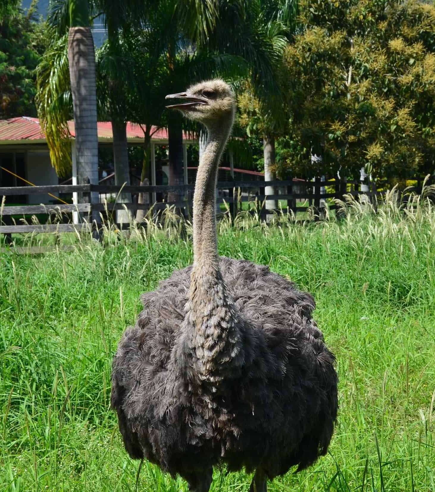 Female ostrich at La Rivera Reserve Zoo