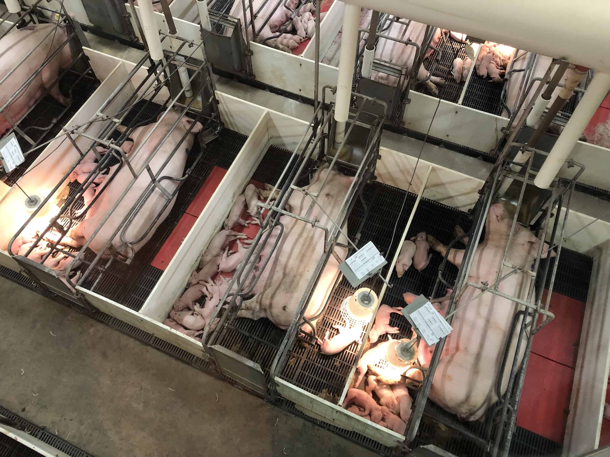 Pigs with their litter on the Pig Adventure at Fair Oaks Farms in Indiana