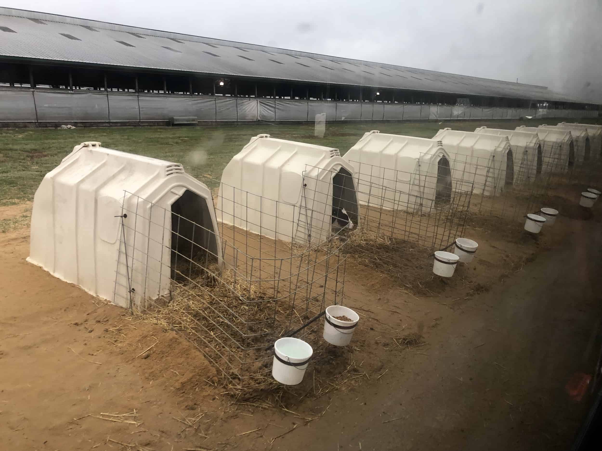 Calf housing on the Dairy Adventure