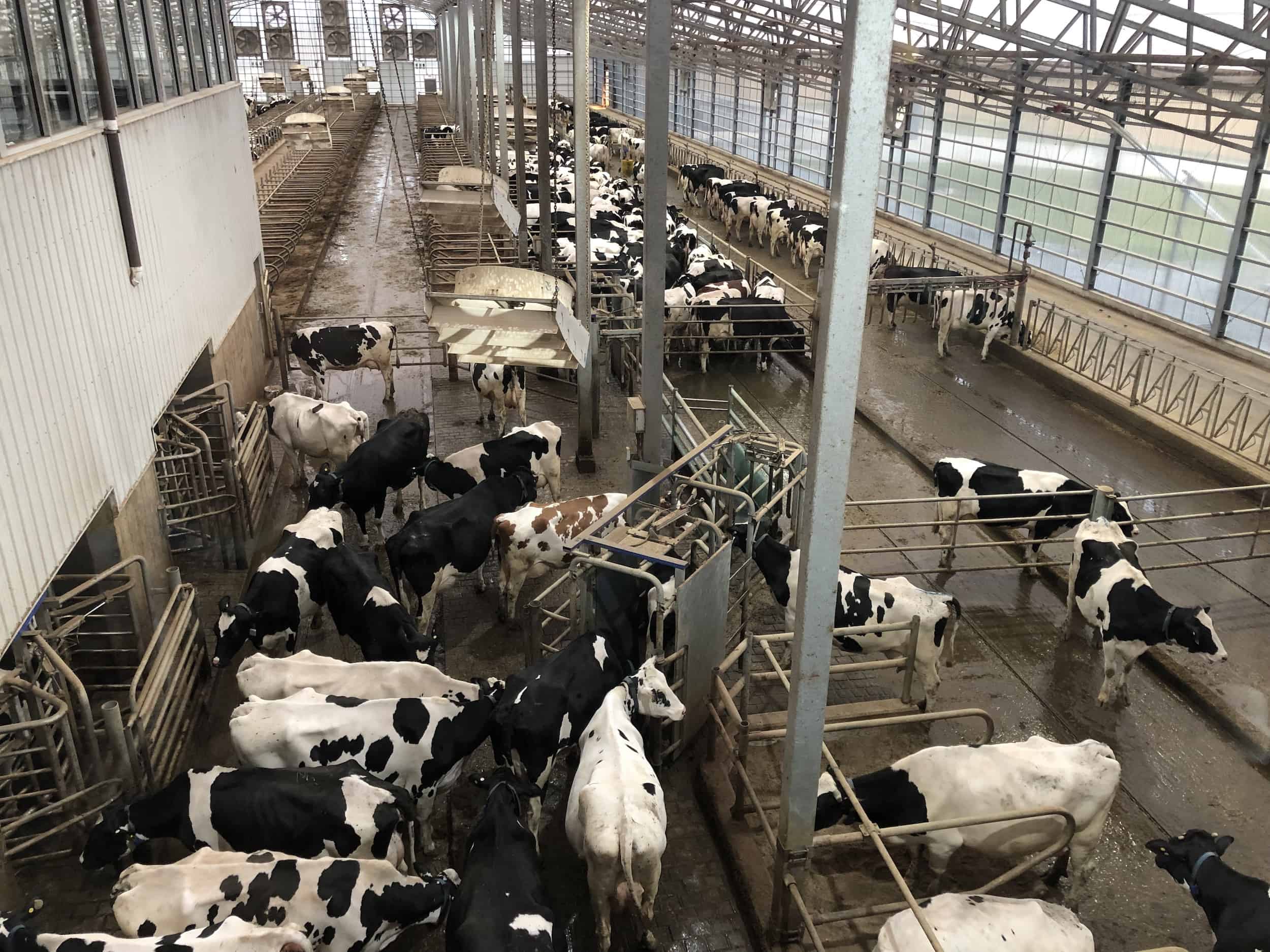 Cows lining up to enter the milking station on the Dairy Adventure at Fair Oaks Farms in Indiana