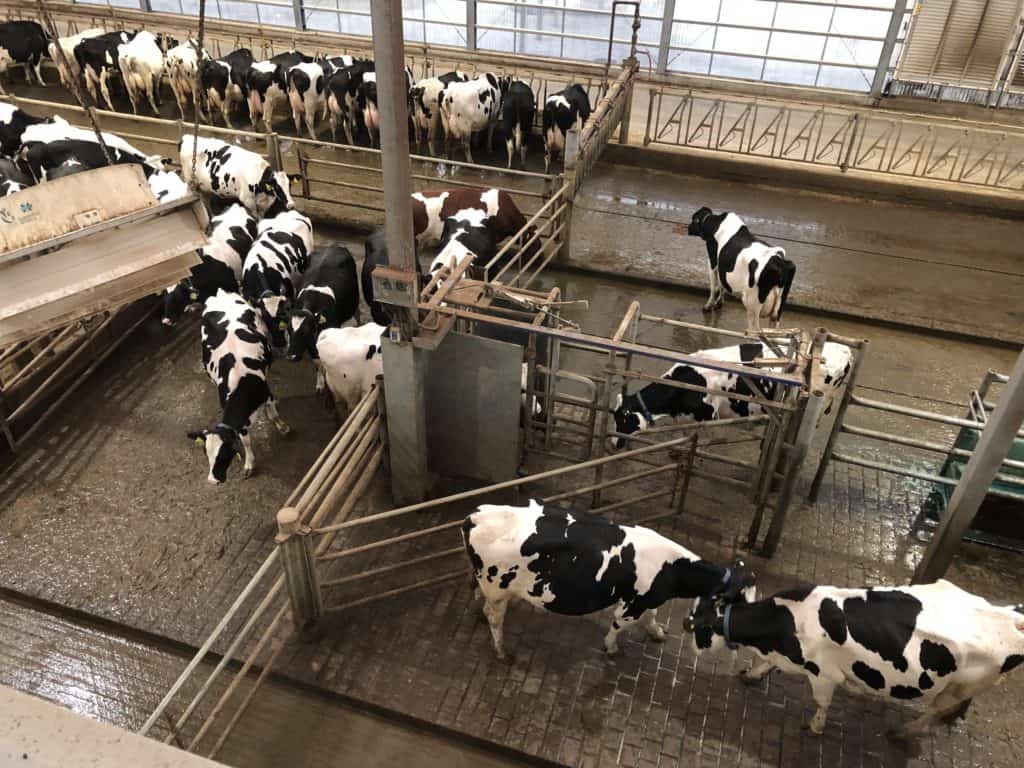 Dairy cows on the Dairy Adventure at Fair Oaks Farms in Indiana